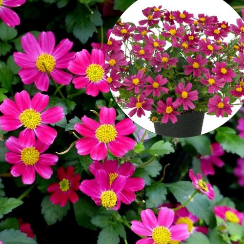 Bidens 'Bee My Sunshine' - Ruse 'Bee My Sunshine' P9/0,55L